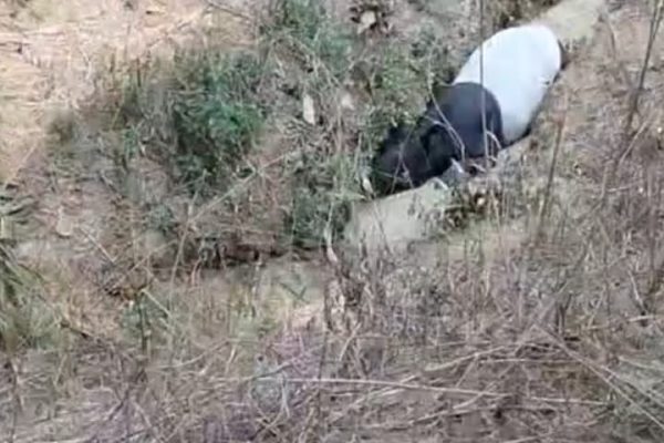 Polsek Way Serdang Amankan Tapir Dilindungi Temuan Warga di Kebun Sawit PT PAL Mesuji